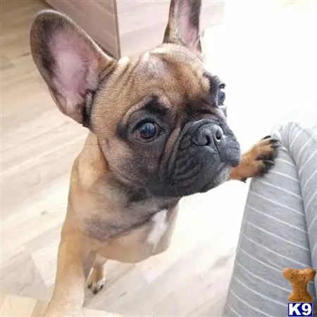 French Bulldog puppy for sale